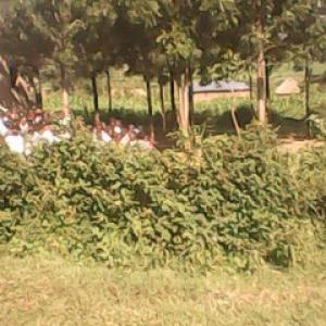 Compound 3